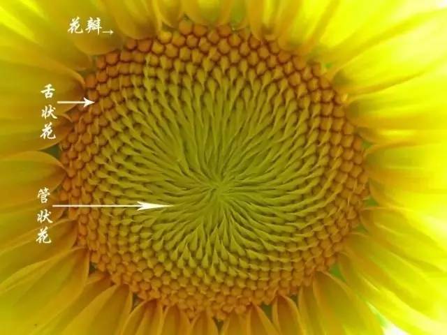 向日葵的构造简图图片