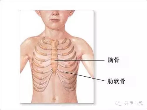 第七根肋骨图片