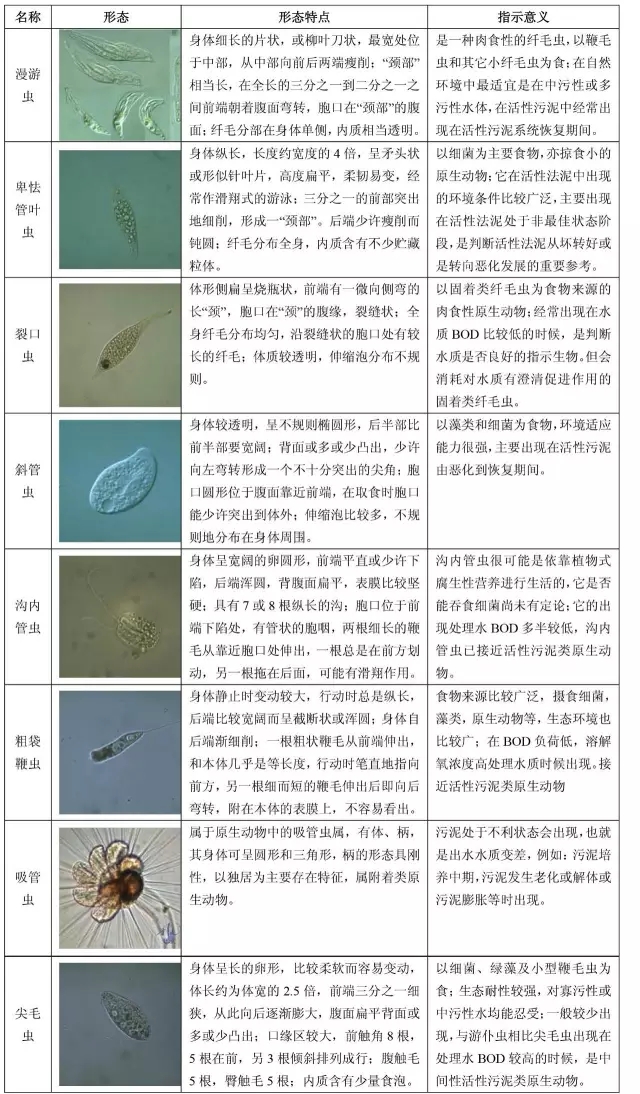 图谱 活性污泥微生物镜检