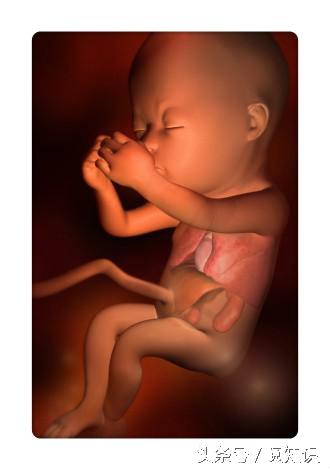 十六周胎儿发育图图片