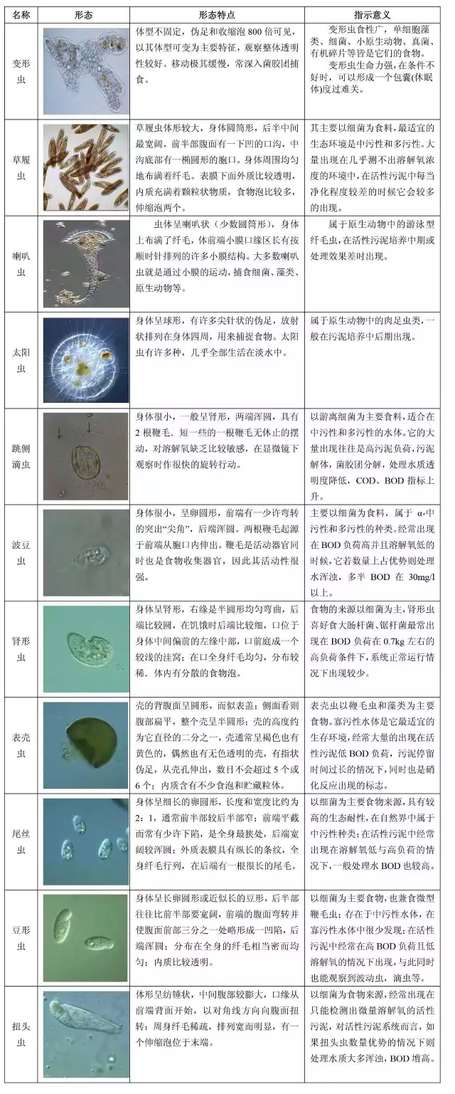 活性污泥镜检图片