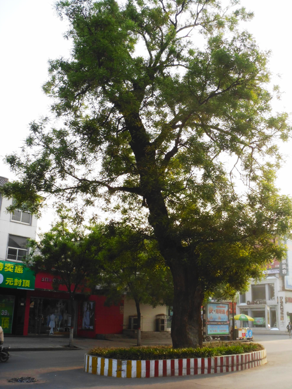 安阳北大街老槐树图片
