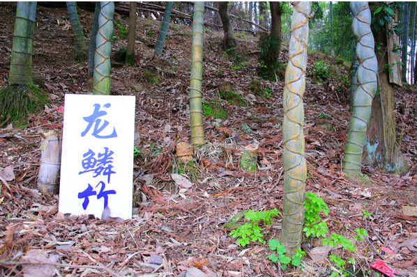 龙鳞竹产地图片