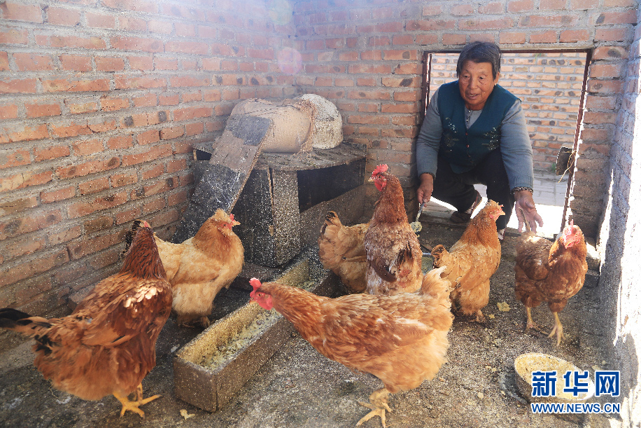8月31日,花村互助幸福院的老人在自家鸡圈喂鸡(卢志佳 摄)