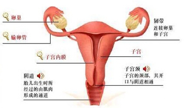 子宫的正常位置图图片