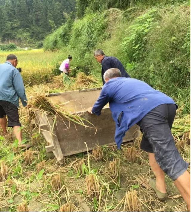 重庆人最近不要联系我了我在打谷子