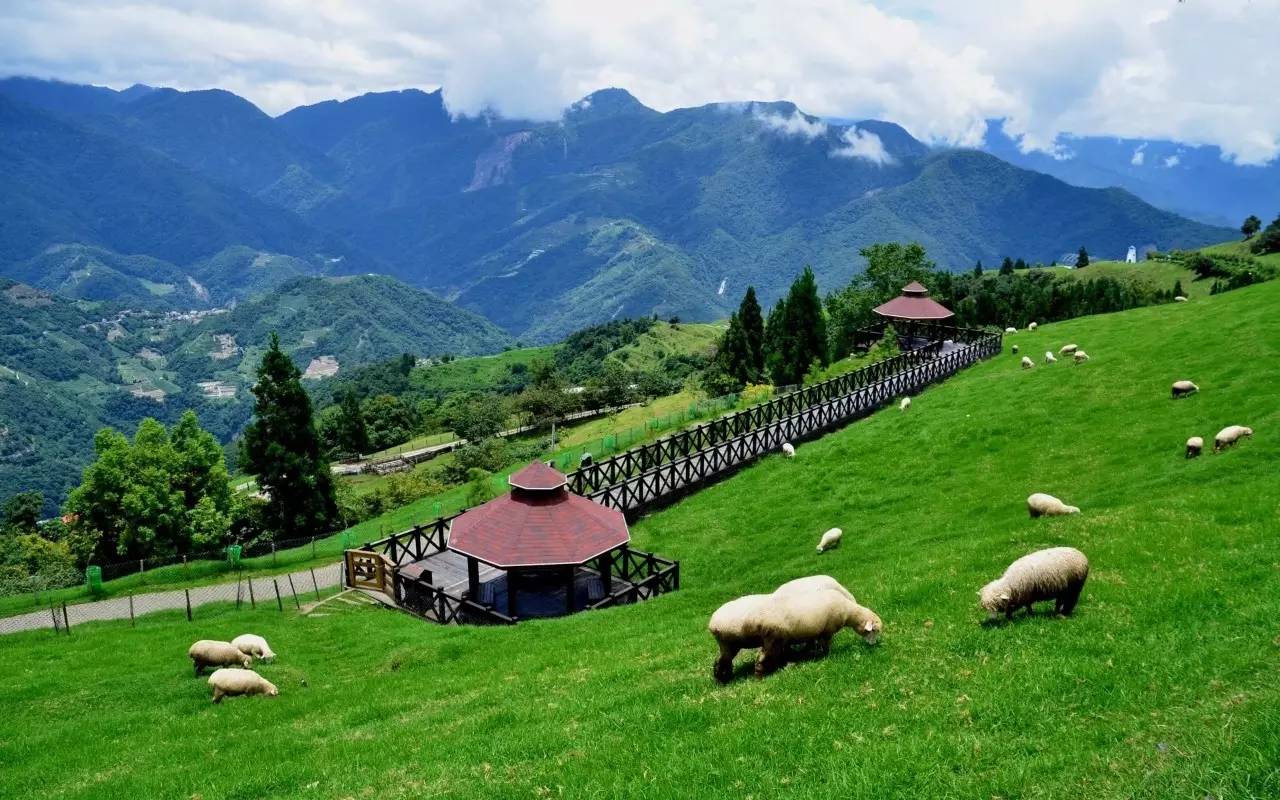 台湾有个清境农场蓝天白云草地羊群高山美景
