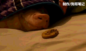 猪吃饭的表情包 gif图片
