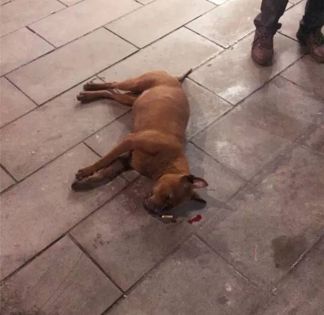 宜宾一狗狗从楼上掉下来当场死亡疑似是被主人扔下