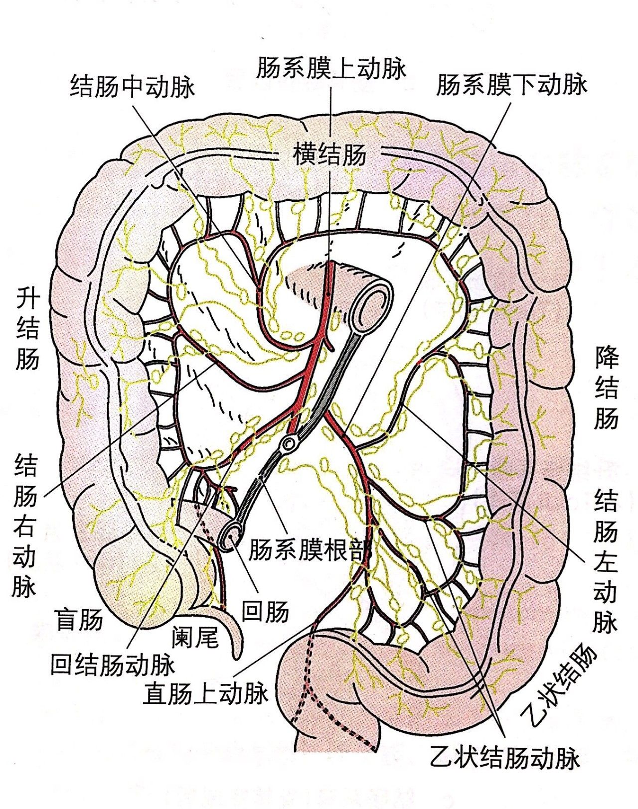 三条结肠带解剖图图片