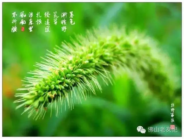 狗尾巴草能吃吗(狗尾巴草能吃吗可以煮汤吗)