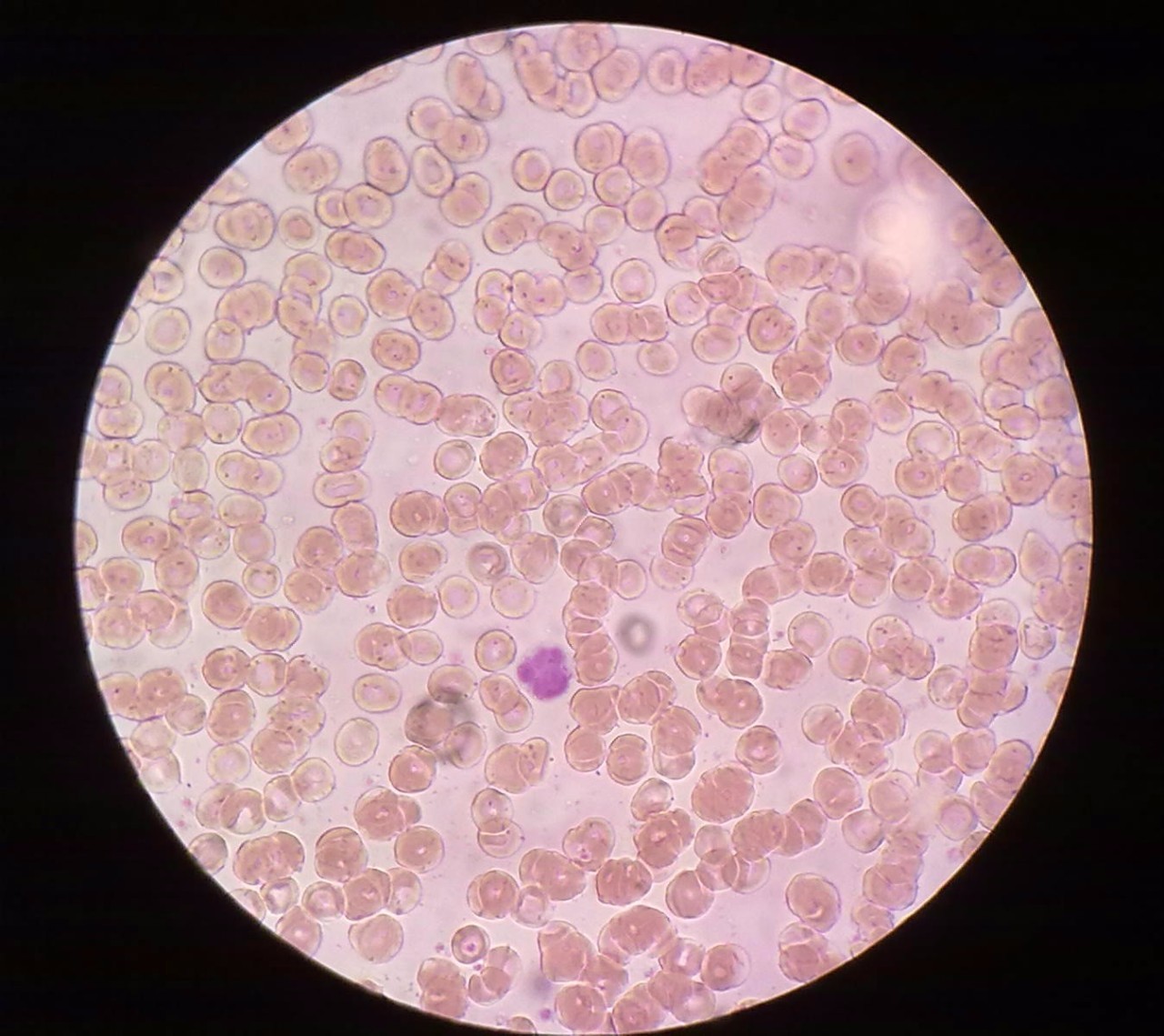 显微镜各种细胞的图片图片