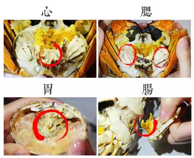 大闸蟹蟹腿的毛是黄色的根根挺拔