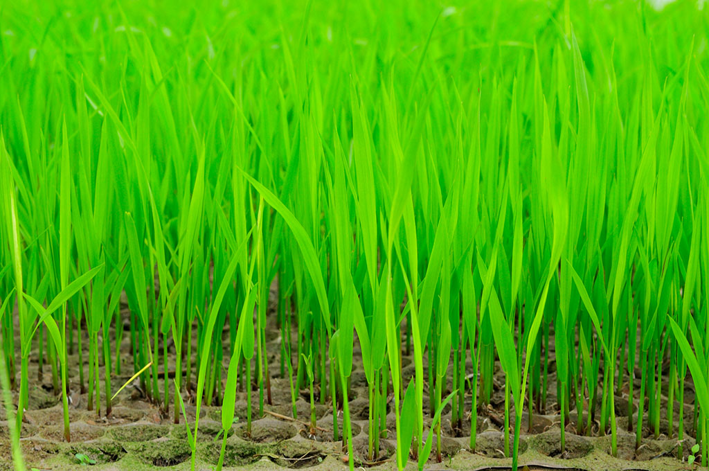 乙烯利会不会影响水稻秧苗素质?