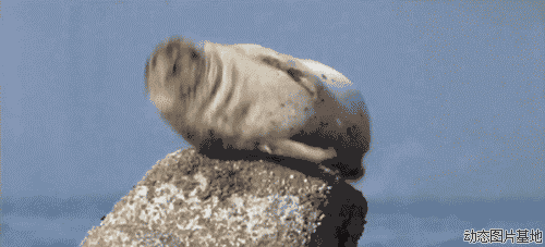 海豹动态图片肚子图片