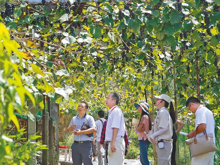 参会嘉宾被君子谷彼岸花吸引.拍摄刺葡萄.