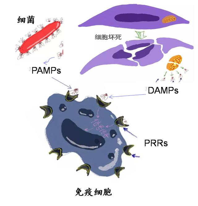 擅长：烧伤脓毒血症和多器官障碍综合症的发生机制及治疗。代挂专家号，预约成功再收费的简单介绍