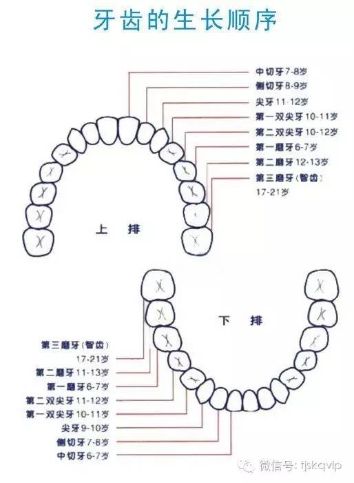 口腔微学院 儿童换牙顺序图