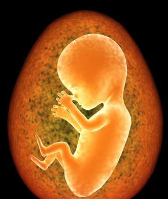 怀孕16周胎儿生殖图图片