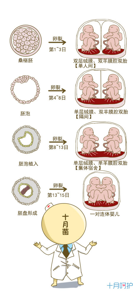 双胎的两个受精卵是不同的,两个胎宝宝有各自的遗传基因,胎宝宝的性别