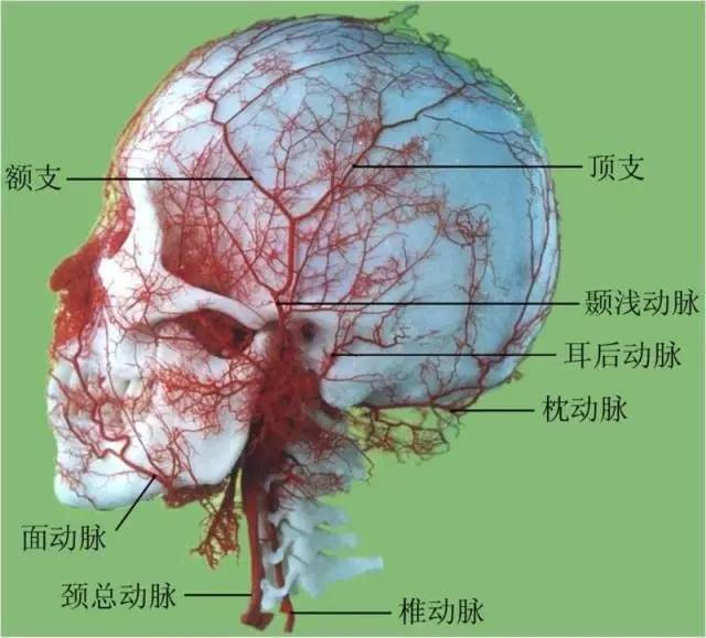 头部毛细血管图片