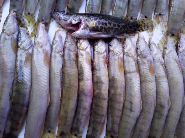 长江里的珍稀鱼类图片
