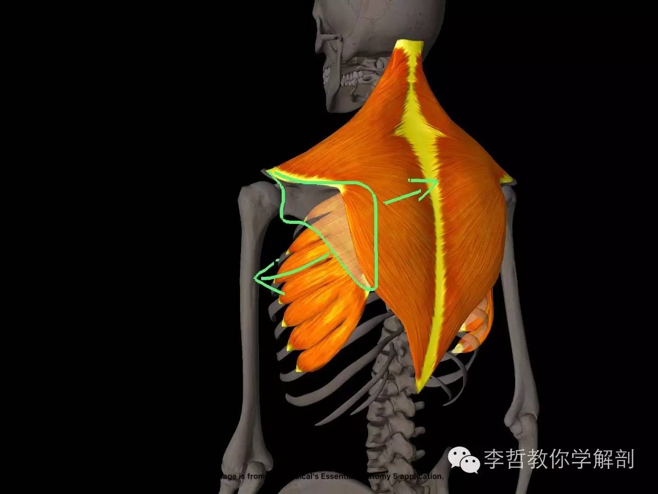 第九季原来这块肌肉是让你肩胛骨内侧产生疼痛