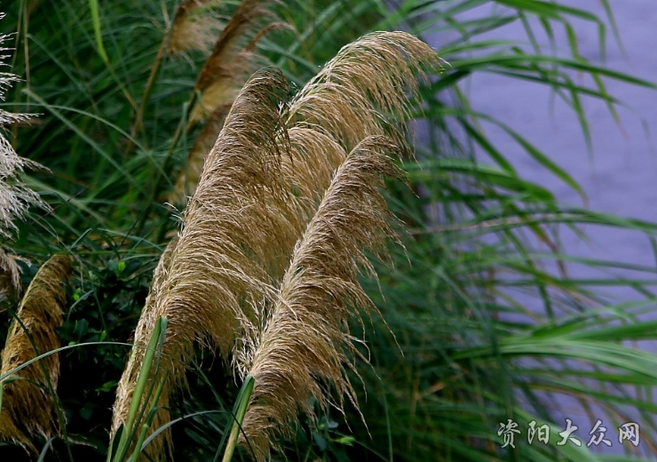 看到巴茅你回忆起童年用巴茅杆做手工宝剑吗