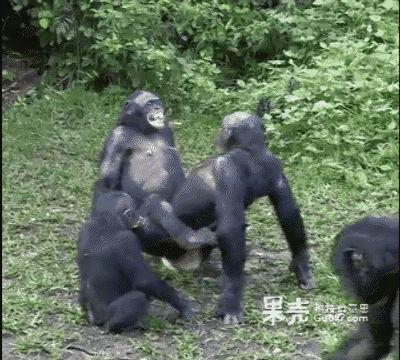 大猩猩动图 跳舞图片