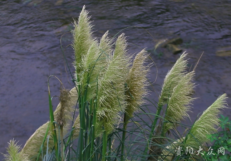 巴茅杆图片