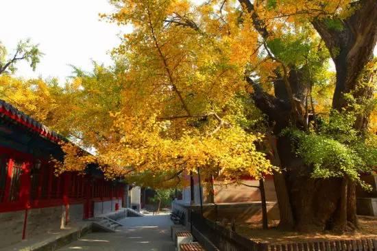 大觉寺千年"银杏王"