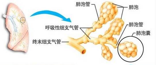 肺泡壁模式图图片
