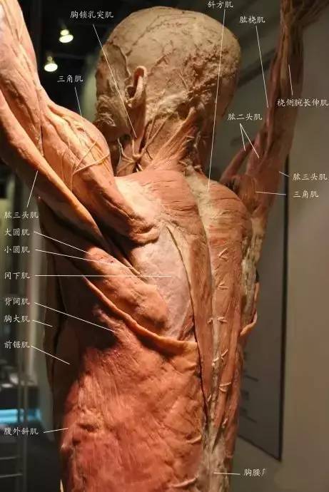 针刀人必看的人体解剖彩图真人