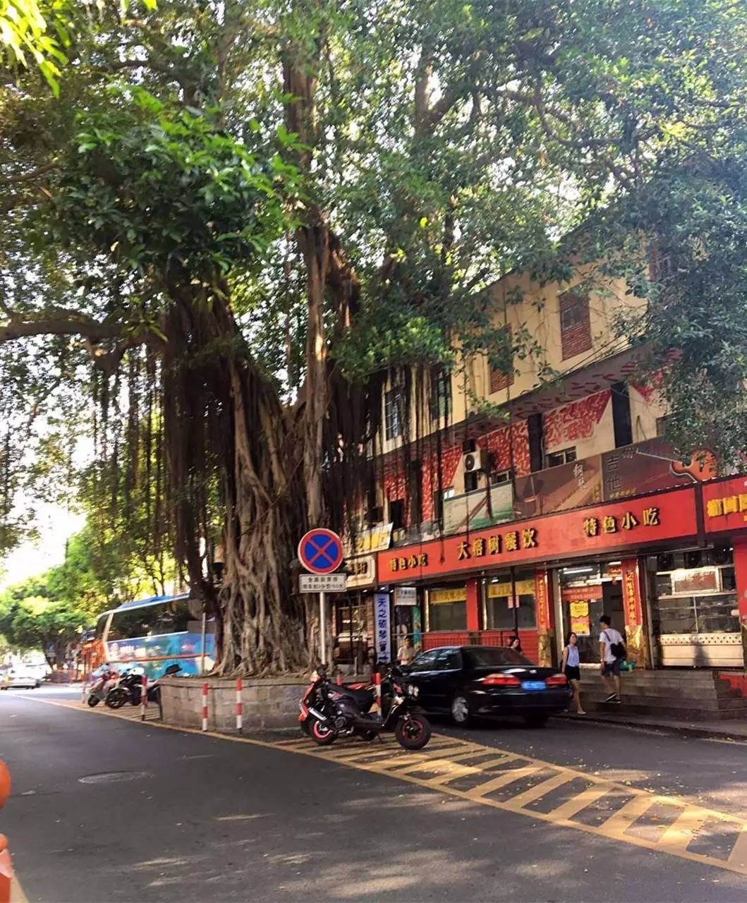 再也不能在石鼓路大榕树下约了 集大人曾共有的记忆