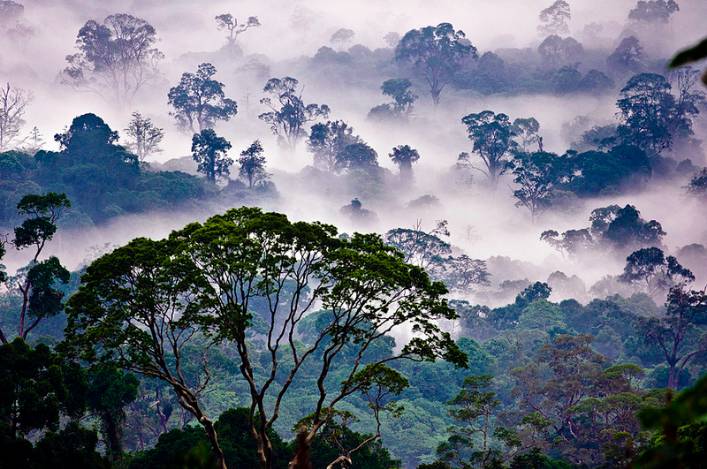 加里曼丹岛热带雨林图片
