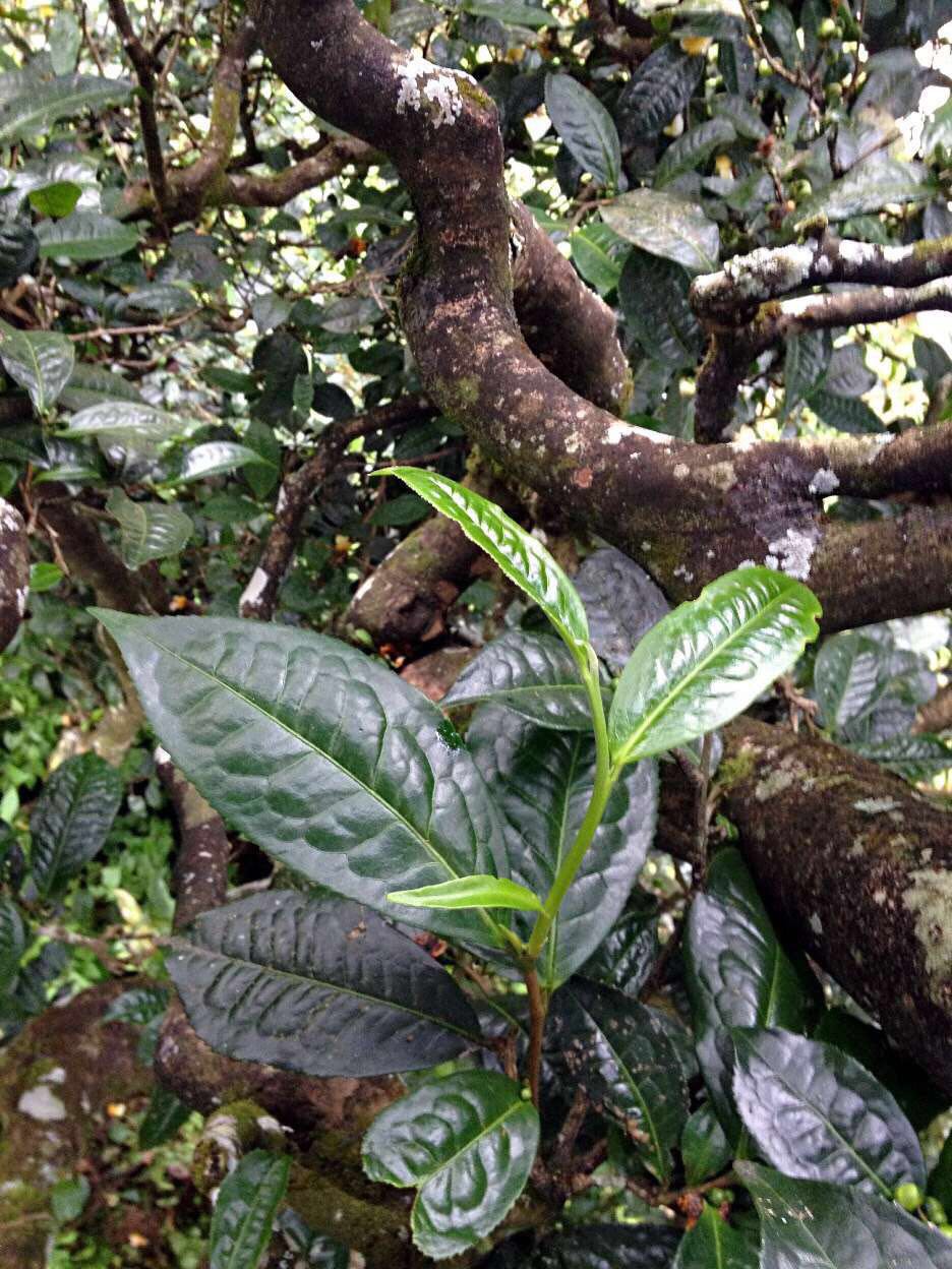 茶树喜漫射光图片