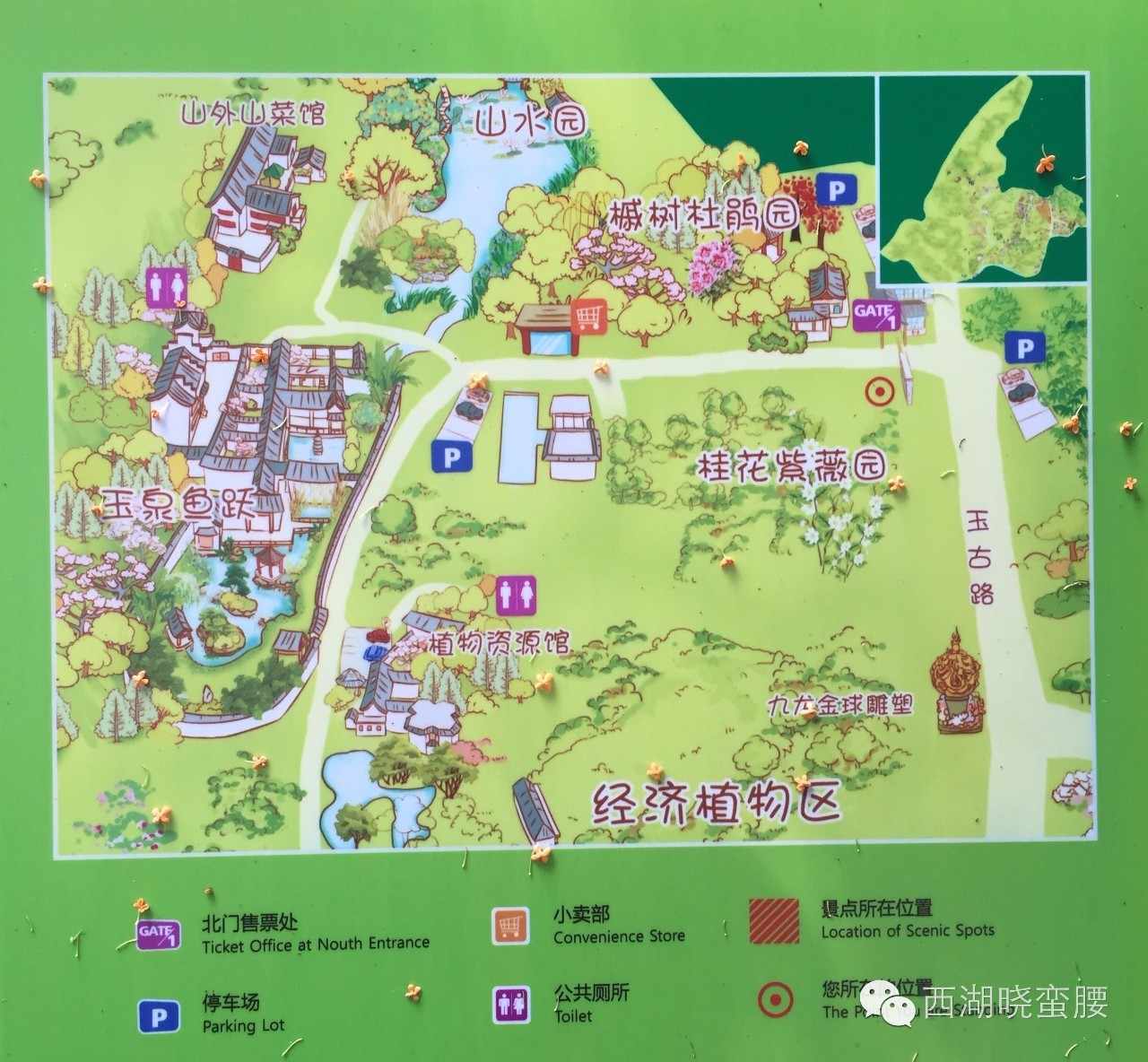 周末去哪儿杭州赏桂九大宝地植物园少儿公园开花率达20上班族避国庆人