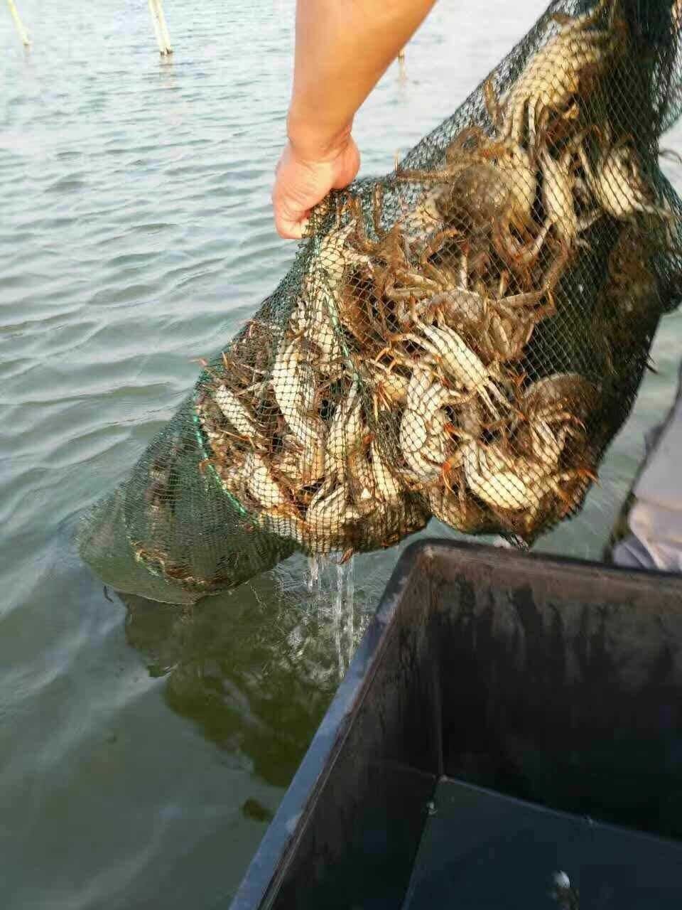 湖州大闸蟹养殖基地捕捞图片