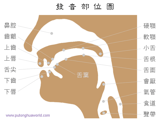 音标口型舌位图图片