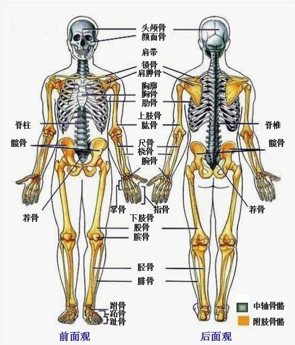 四肢骨骼名称及图图片