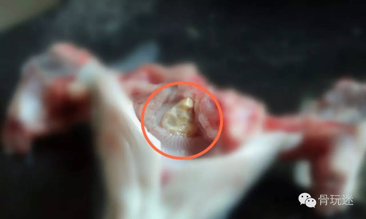 鱼惊骨在鱼头的位置图图片