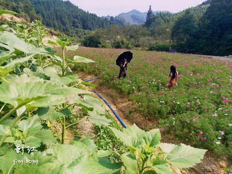 从化莲麻花海图片