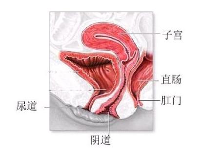 揭秘阴道小常识处女膜竟不是人人都有