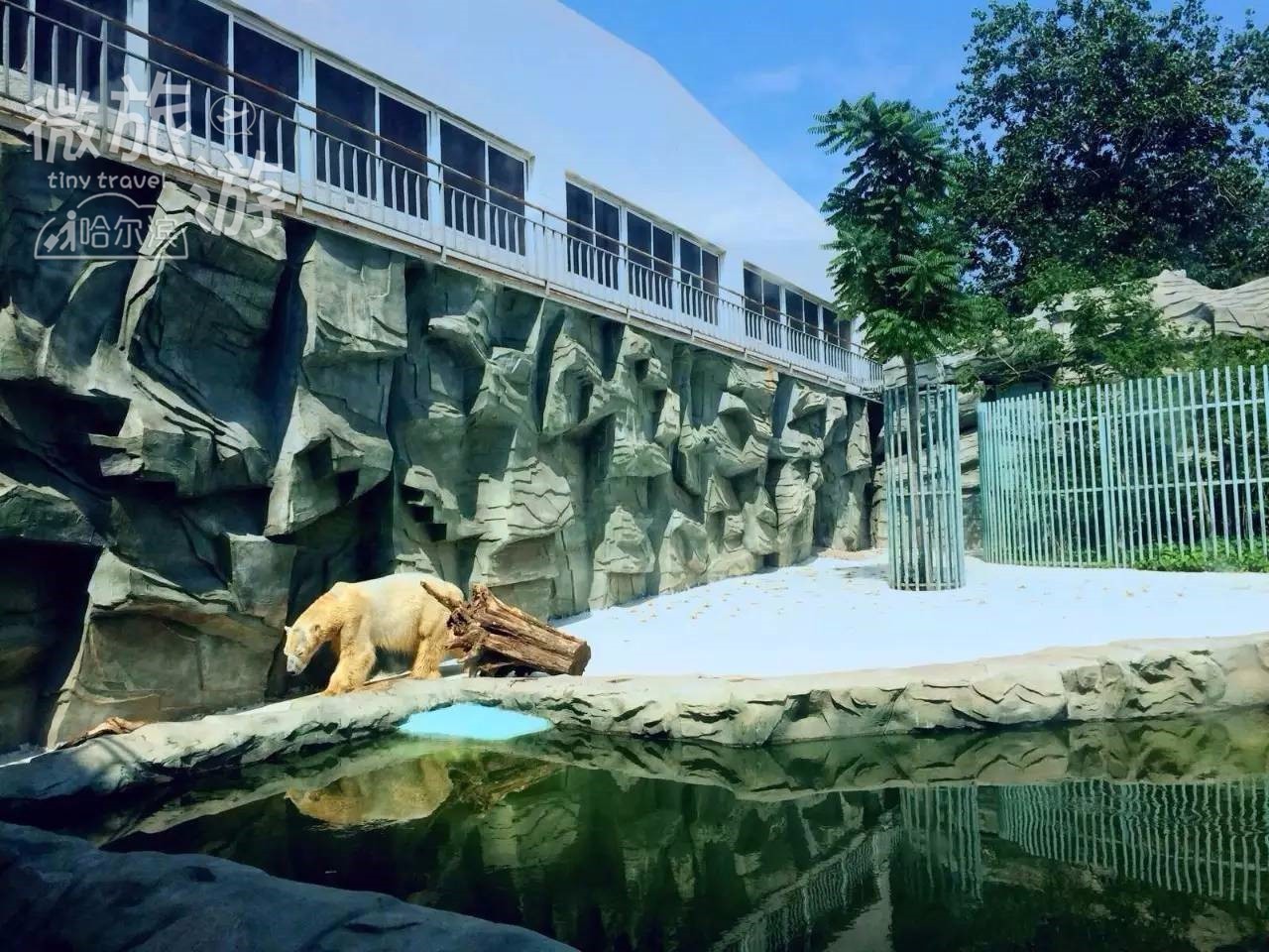 北京動物園算得上中國最大的動物園了,裡面有640多種來自世界各地的