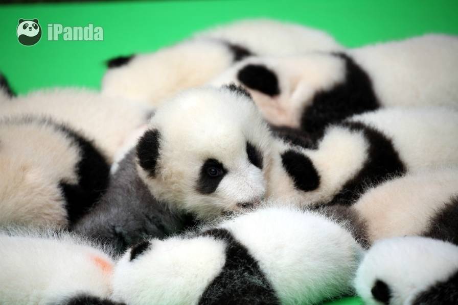 萌翻了!成都23只大熊猫幼仔首秀熊猫瘫