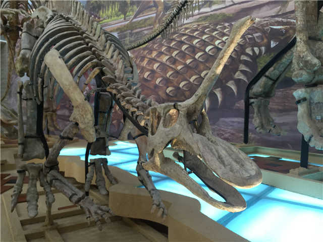 山东龙化石图片