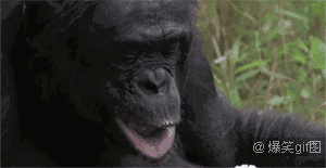 黑猩猩恶搞图片表情包图片
