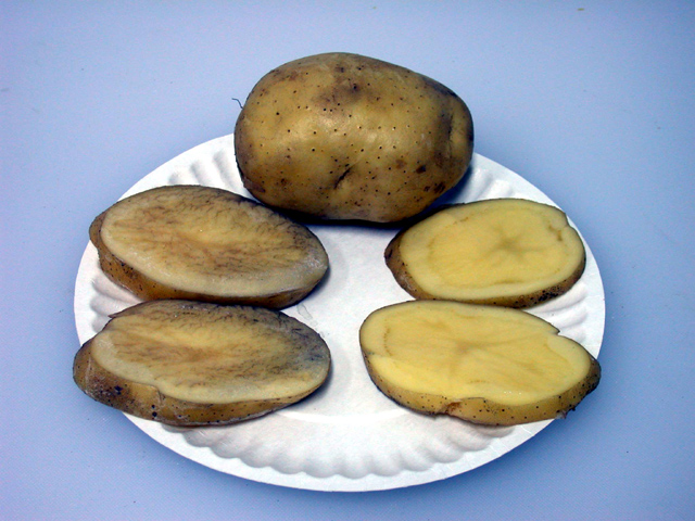 土豆变色过程图片图片