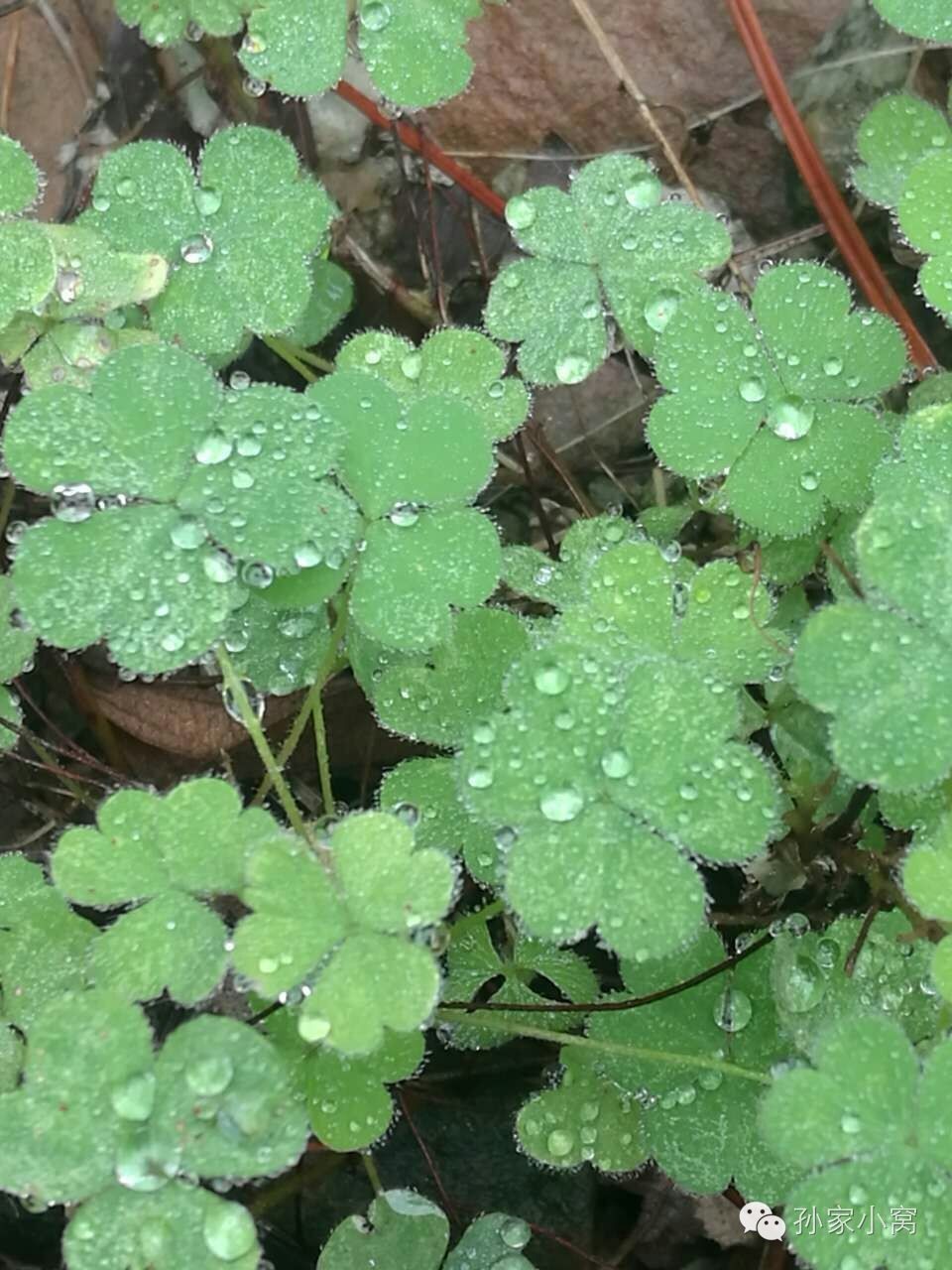 微微小雨很晶瑩