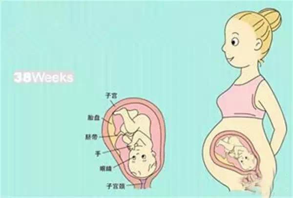 怀孕后子宫变化图解图片